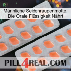 Männliche Seidenraupenmotte, Die Orale Flüssigkeit Nährt 27